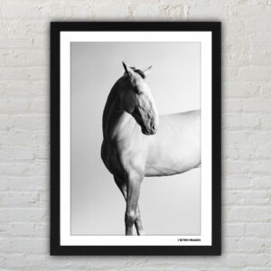"Languorous" Photographic Art Print